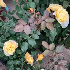 Meet your Posher, Chentel